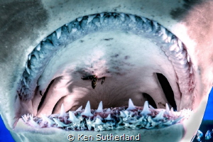 Hammeread Throat
A real close up view of a hammerhead sh... by Ken Sutherland 